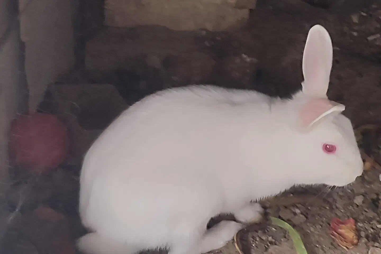 خرگوش بازیگوش وباهوش|موش و خرگوش|بیرجند, |دیوار