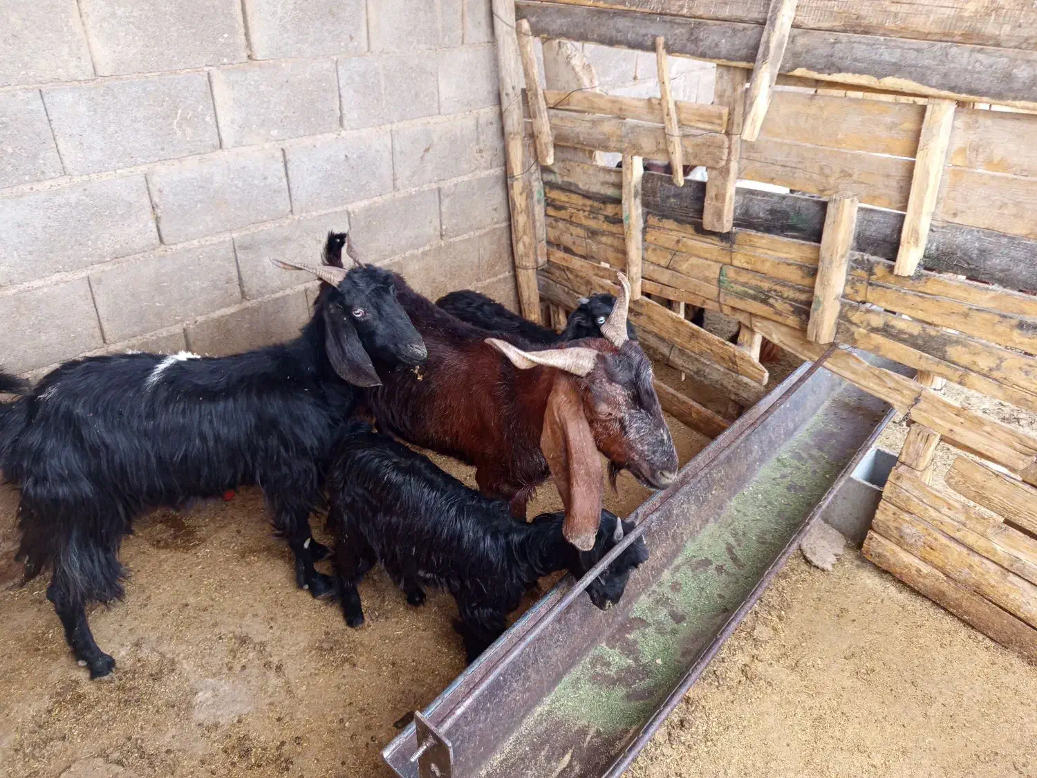 بز کهره دار|حیوانات مزرعه|فسا, |دیوار