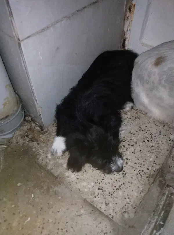 واگذاری سگ توله شیتزو|سگ|مشهد, بهمن|دیوار