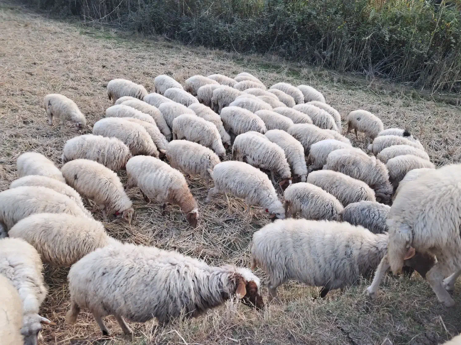 گوسفند وبز حامله سگ بره قصابی|حیوانات مزرعه|توتکابن, |دیوار