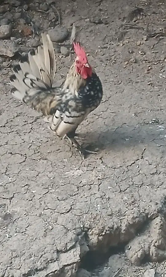 مرغ و خروس محلی|حیوانات مزرعه|گرگان, |دیوار