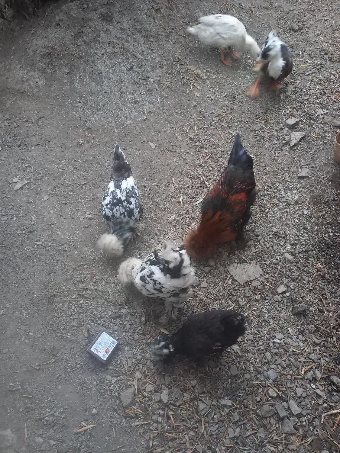 مرغ خروس لهستانی پاپر|پرنده|رودبار, |دیوار