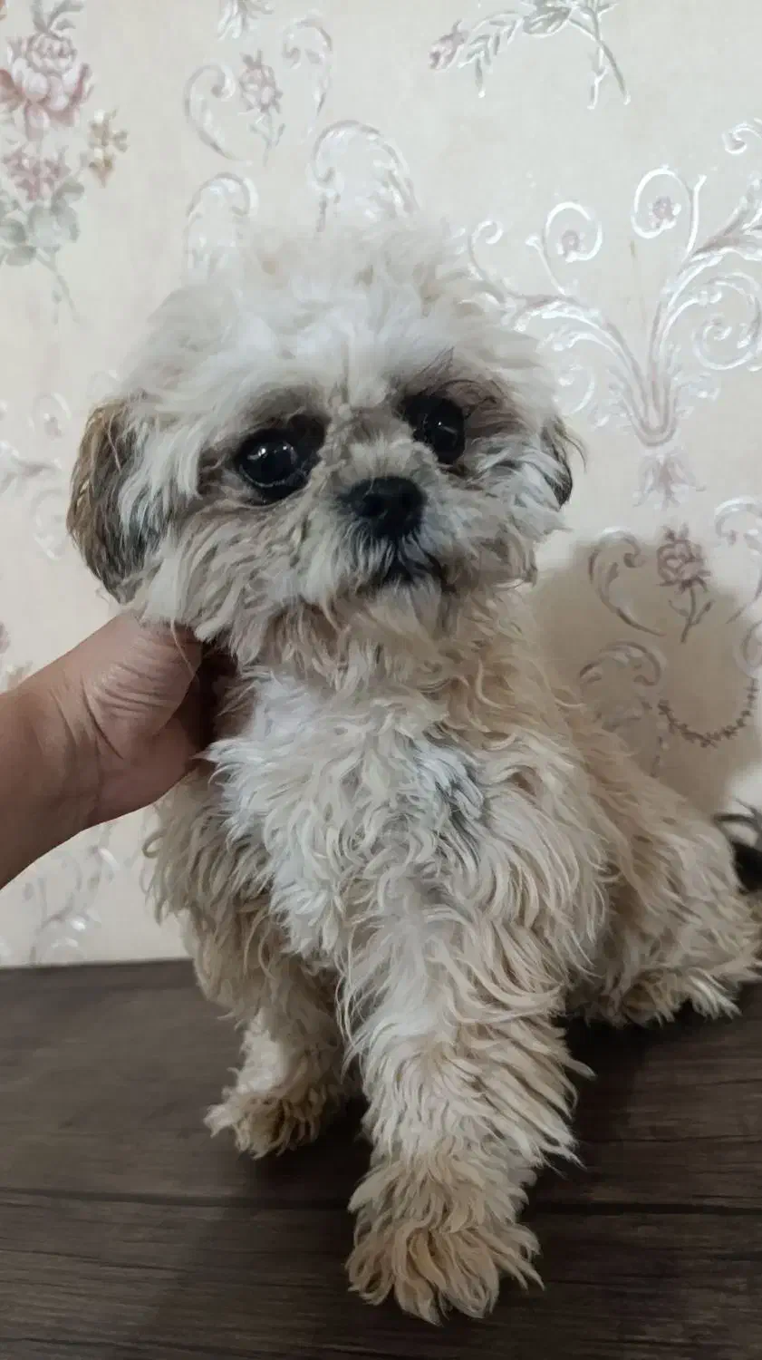 شیتزو پودل مینیاتور|سگ|شیراز, گلشن|دیوار