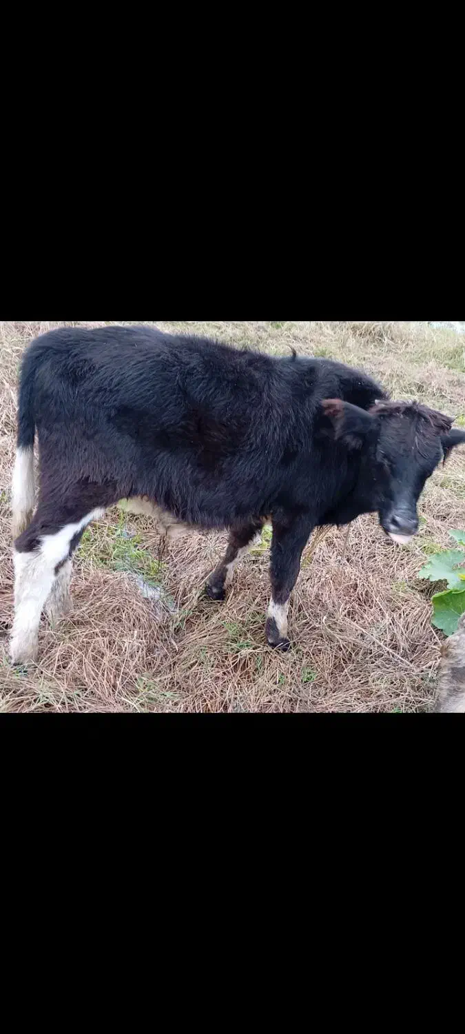 حیوانات مزرعه|حیوانات مزرعه|تالش, جوکندان|دیوار