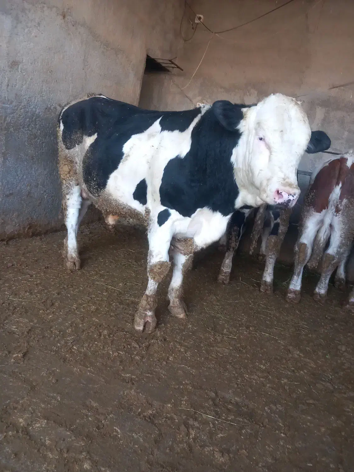 خرید گ ا و گوساله|حیوانات مزرعه|ساروق, |دیوار