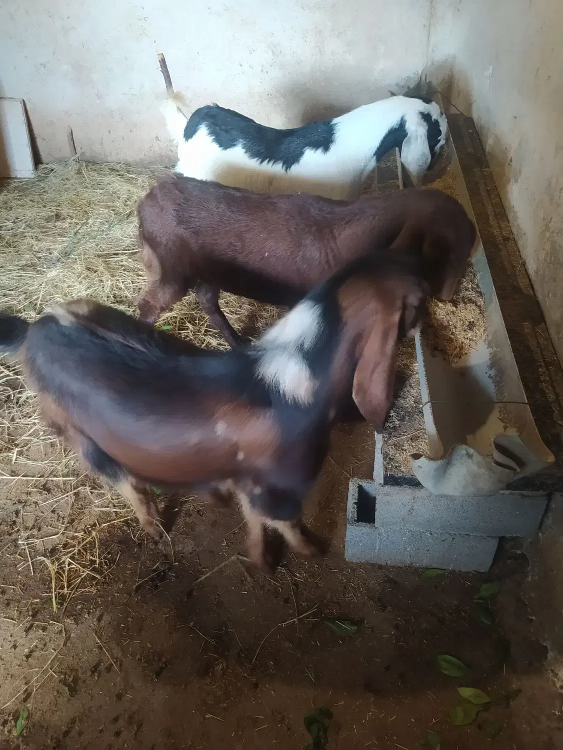 بزغاله پاکستانی|حیوانات مزرعه|ساری, |دیوار