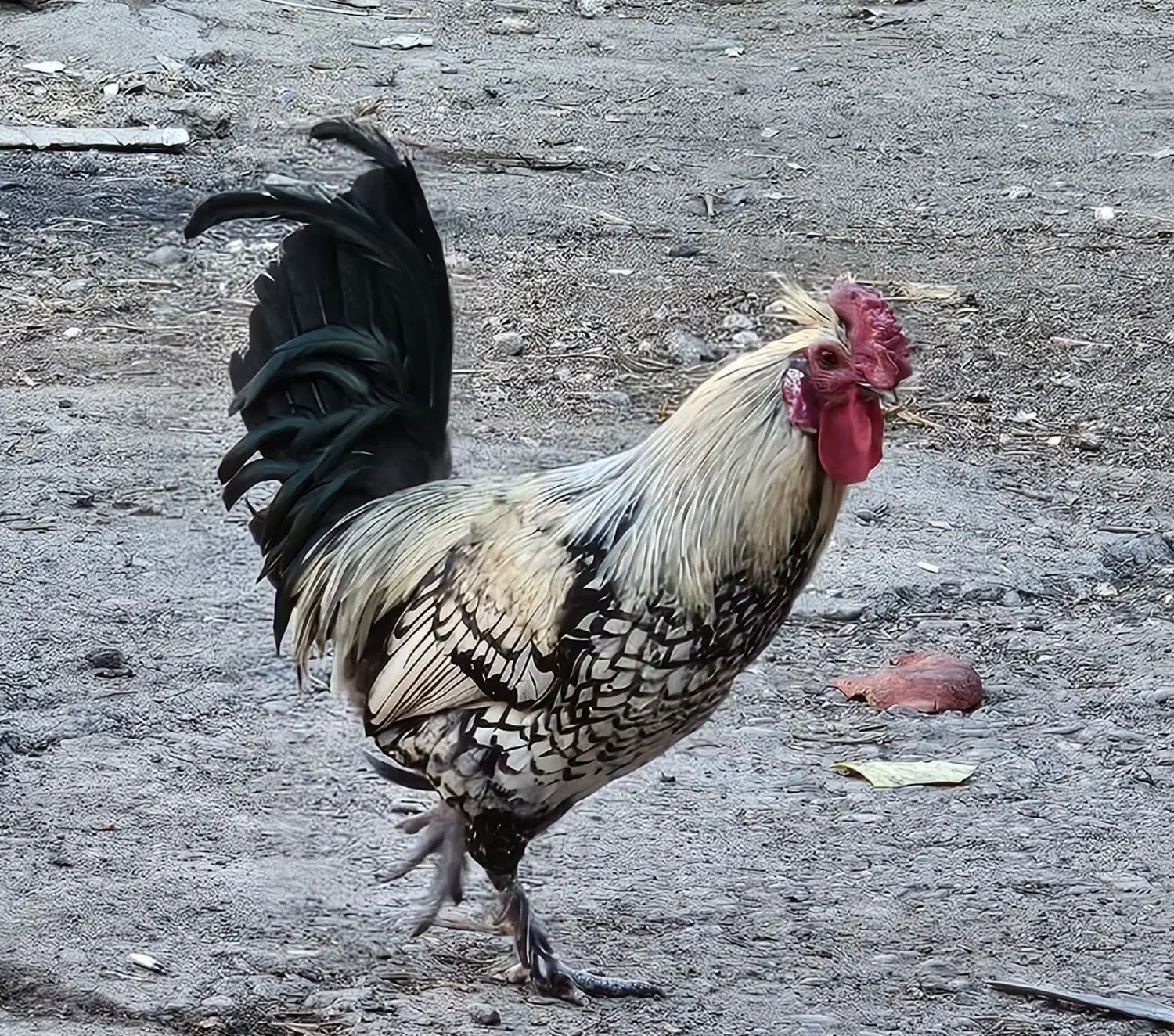 خروس رسمی نطفه دار|حیوانات مزرعه|قم, مسجد امام حسن|دیوار