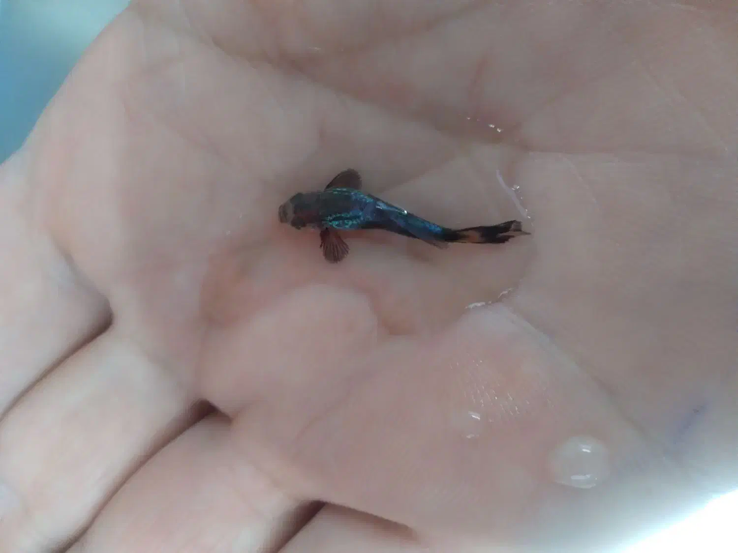 ماهی گوپی|ماهی|کرمانشاه, |دیوار