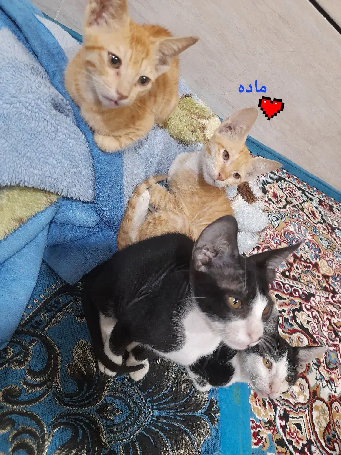 واگذاری گربه یک دونه ماده و سه تا نر آرام و سالم|گربه|بهبهان, |دیوار