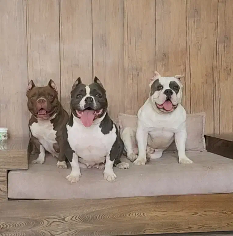 اگزو بولی|سگ|تهران, تهرانپارس شرقی|دیوار