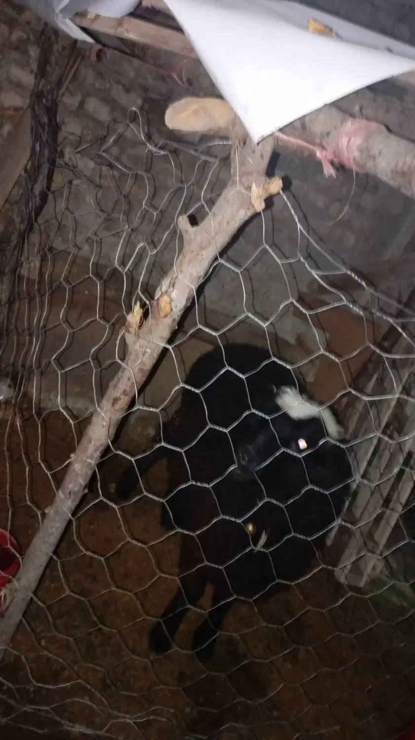 گوسفند نر|حیوانات مزرعه|فاضل آباد, |دیوار