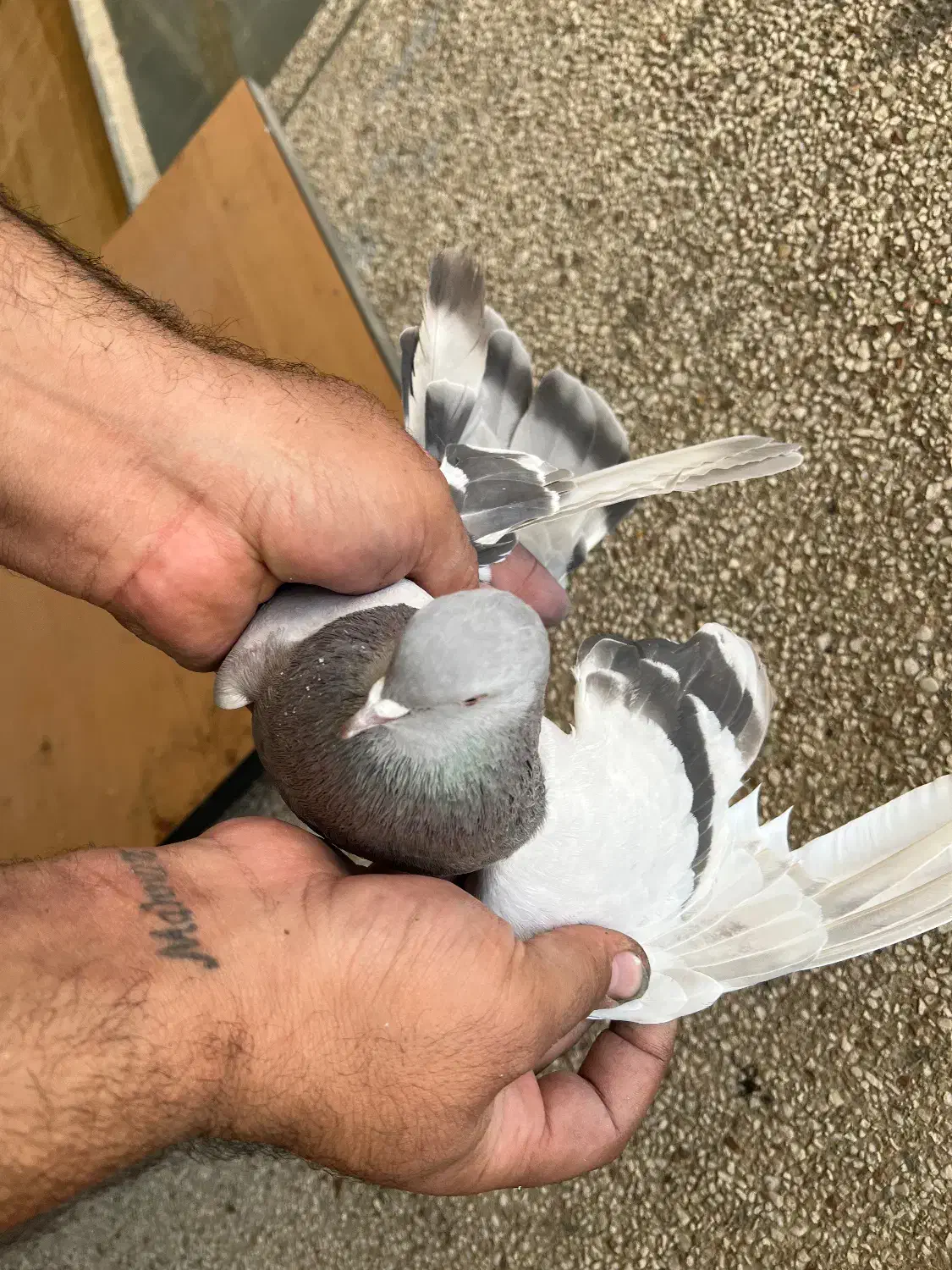 ۷تا کفتر درجه یک برای بلندی|پرنده|تهران, باغ خزانه|دیوار