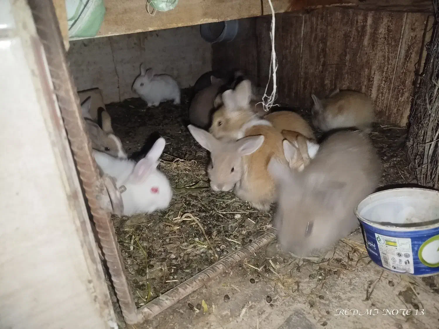 بچه خرگوش|موش و خرگوش|خواف, |دیوار