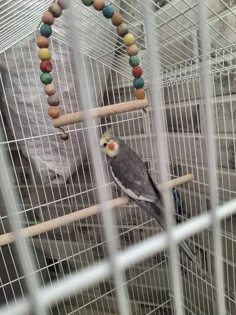 یک عدد عروس هلندی،ویک جفت فنچ با قفس|پرنده|شاهین‌شهر, شهرک گلدیس|دیوار