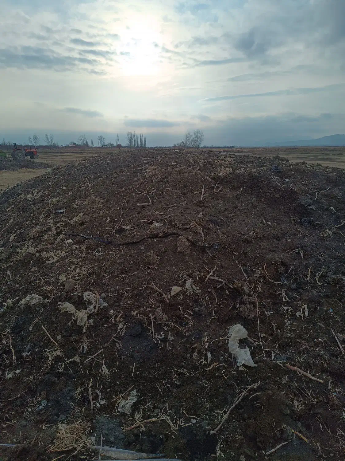 ذرت کشت دوم|حیوانات مزرعه|نوشین شهر, |دیوار