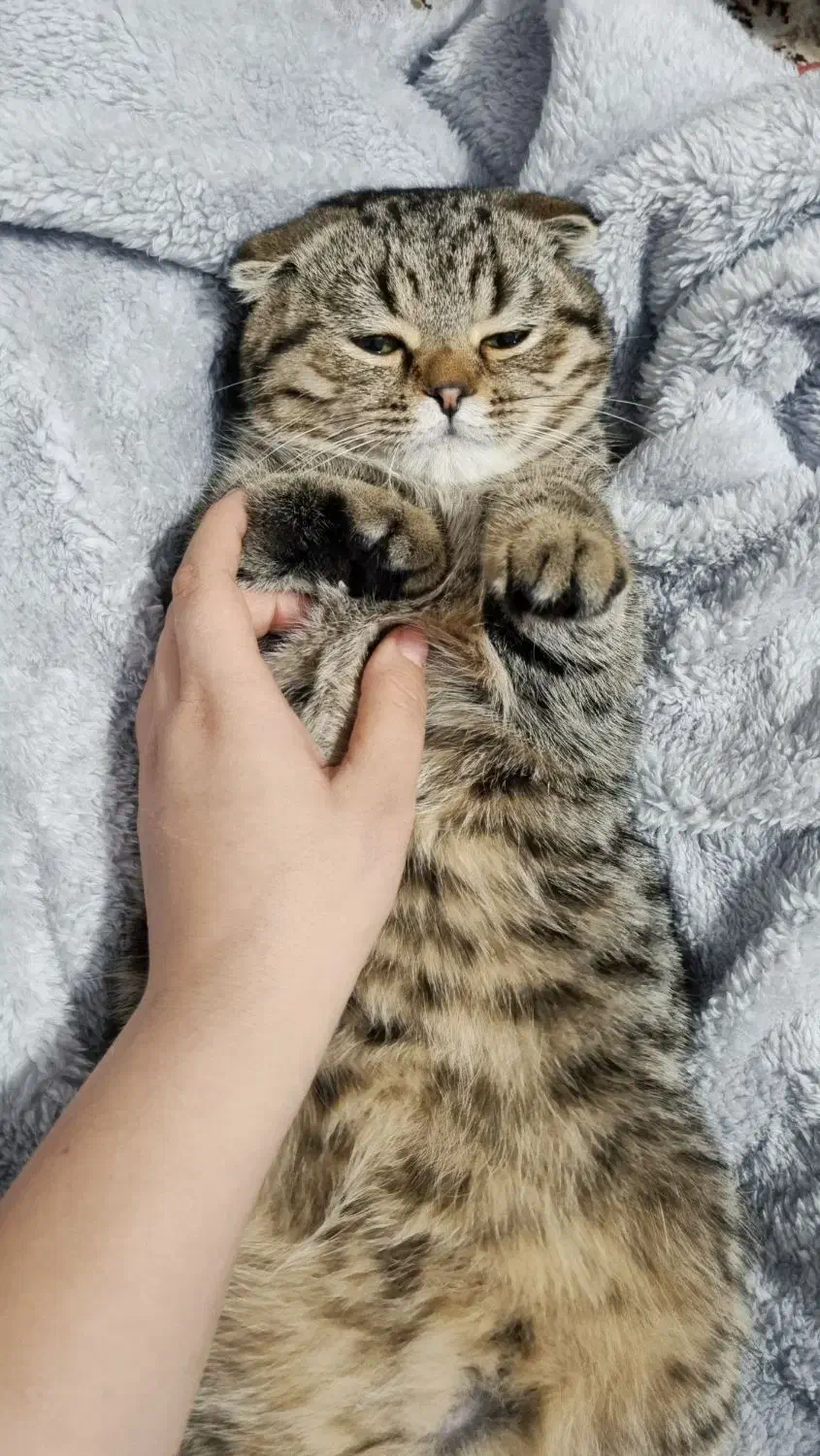 گربه اسکاتیش|گربه|سبزوار, قصبه اب یمین|دیوار