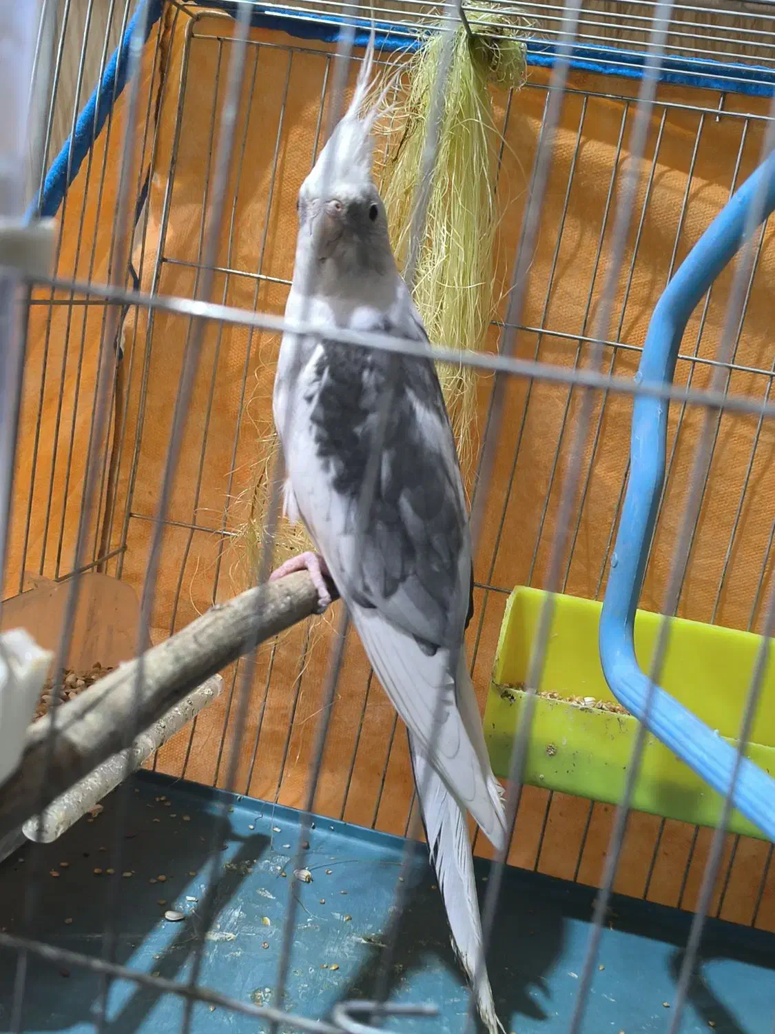 «جفت عروس هلندی مولد خاص(نر دوکت آلبینوکمیاب|پرنده|باوی, |دیوار