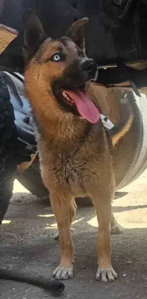 سگ ژرمن هاسکی|سگ|هشتگرد, فشند|دیوار