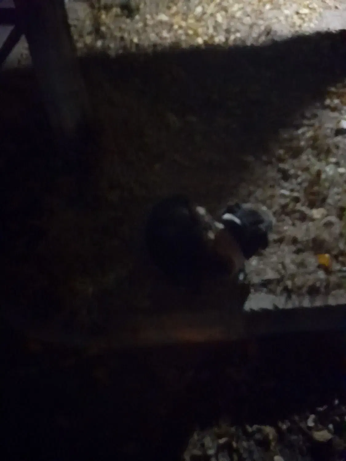 س گ|حیوانات|بروجرد, |دیوار