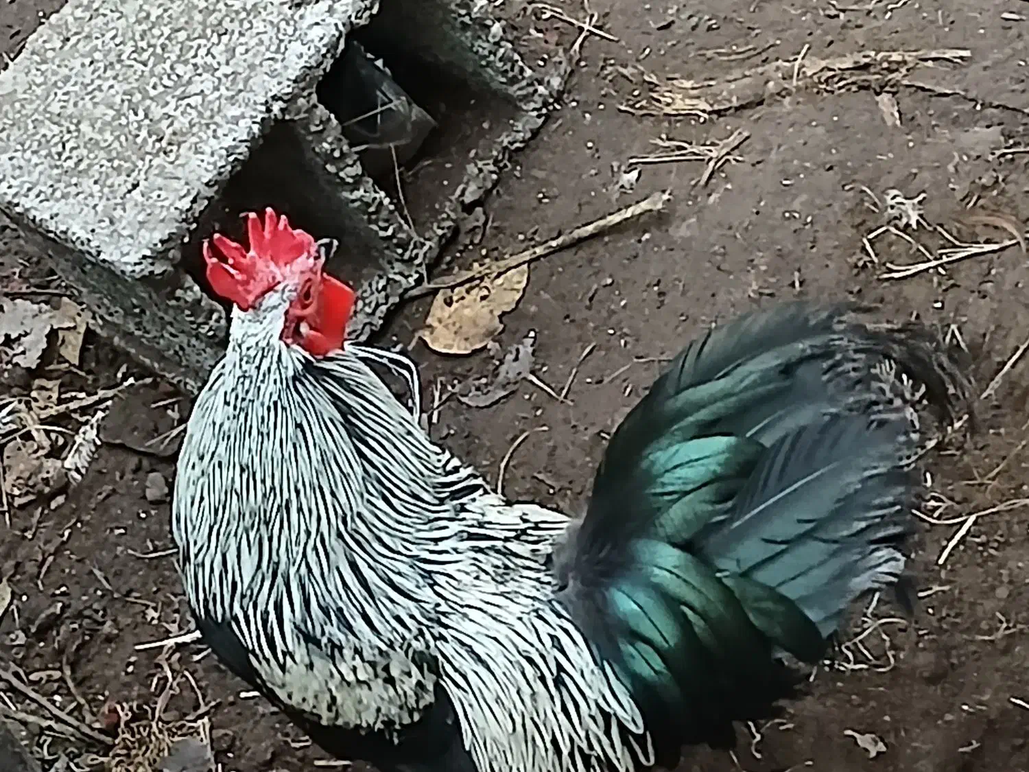 خروس و مرغ کرچ عالی گلین و مینیاتوری .|حیوانات مزرعه|لنگرود, |دیوار