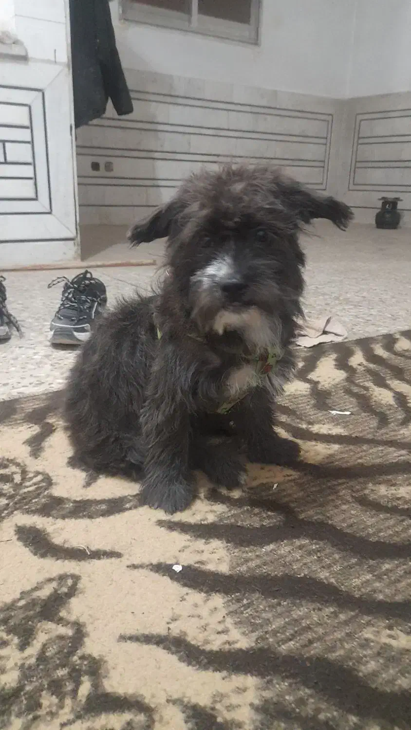 واگذاری سگ|سگ|اصفهان, طاحونه|دیوار