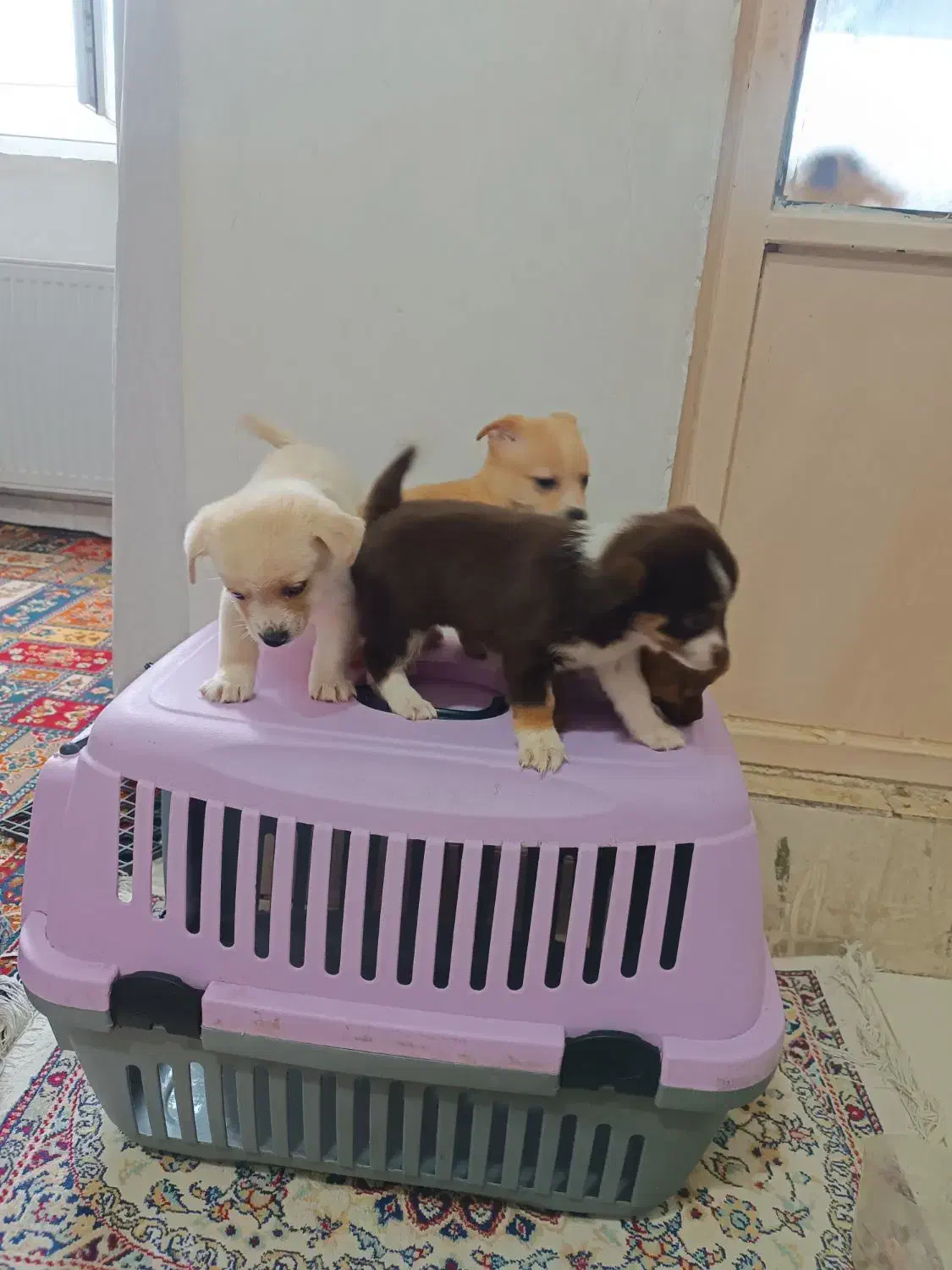 توله شیواوا|سگ|قرچک, پویینک|دیوار