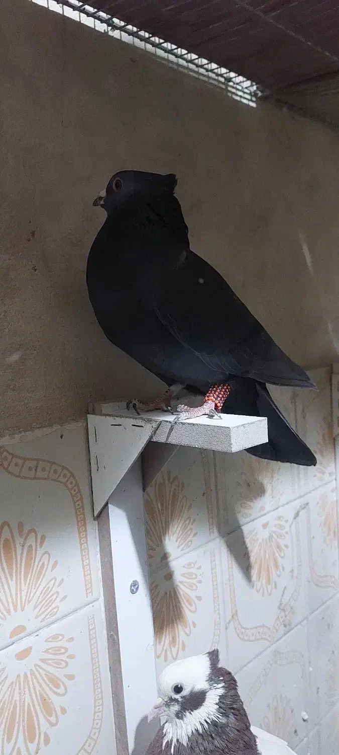 کفتر شهری ،چنگ موشی ،دمبی، طوقی|پرنده|طسوج, |دیوار