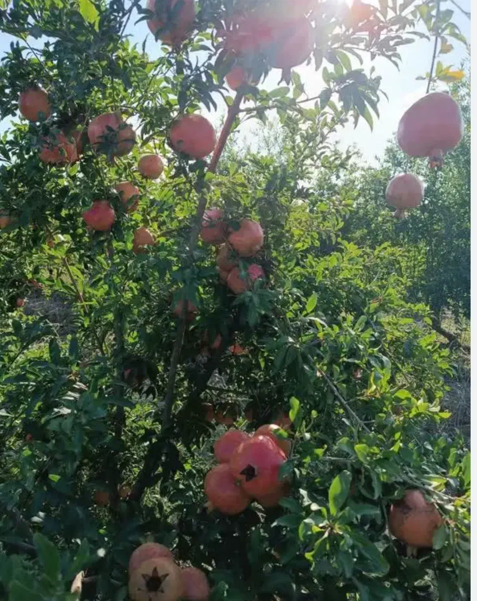 فروش دربست انارهای یک باغ در مهریز|خوردنی و آشامیدنی|یزد, |دیوار