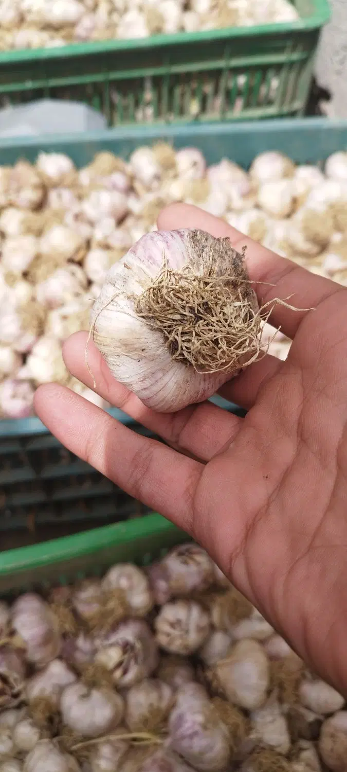 سیر مغان|خوردنی و آشامیدنی|اصلاندوز, |دیوار