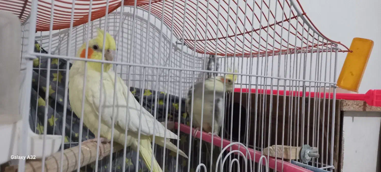 یک جفت عروس هلندی مست و آماده به همراه قفس و وسایل|پرنده|قائن, |دیوار