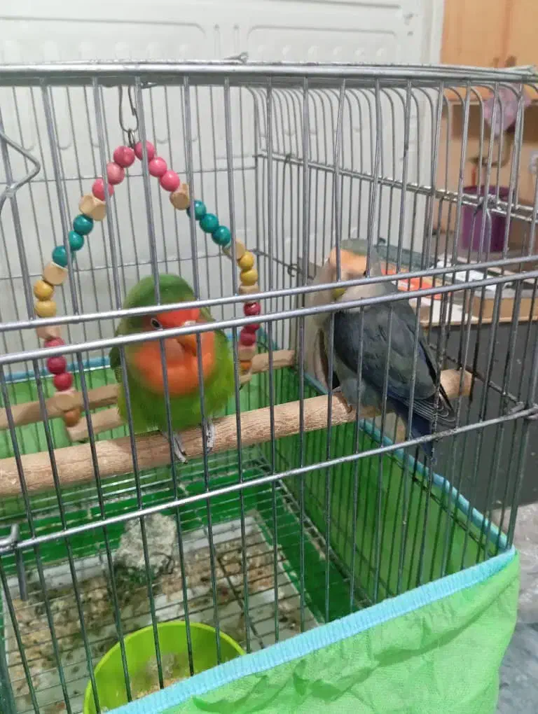 طوطی برزیلی نرو ماده در برازجان|پرنده|برازجان, |دیوار