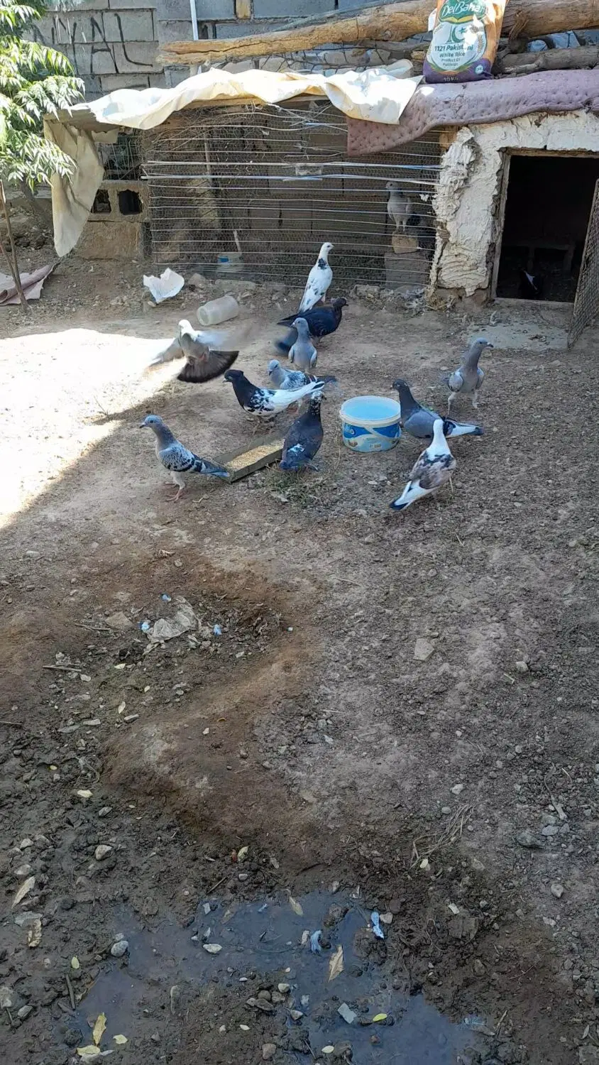 کفتر|پرنده|زیرکوه, |دیوار