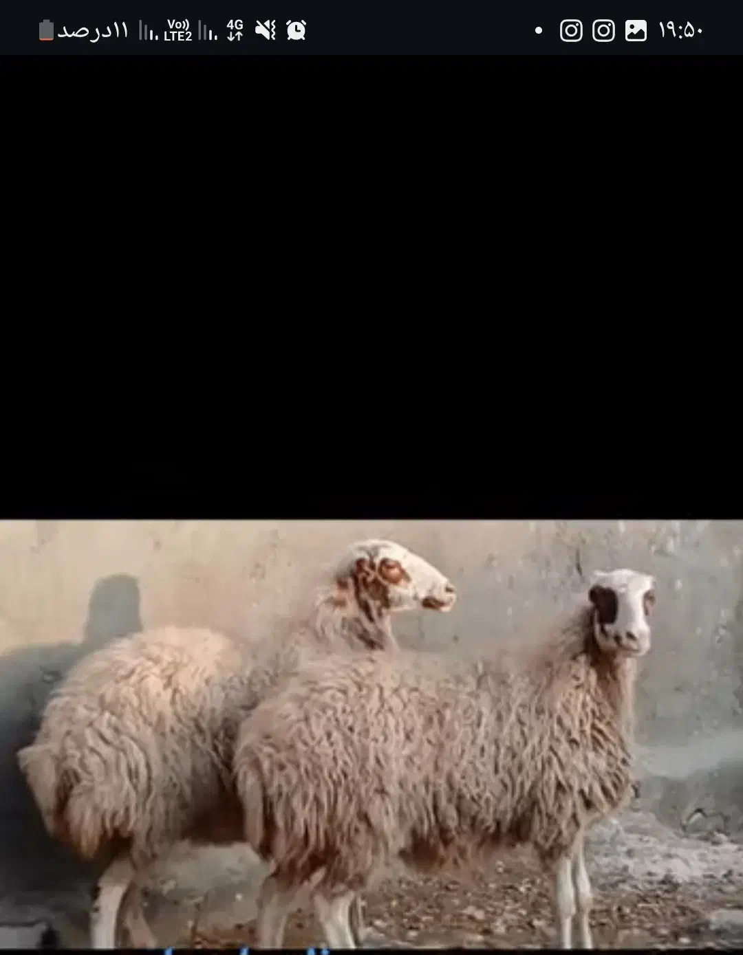 گوسفند|حیوانات مزرعه|کاشمر, |دیوار