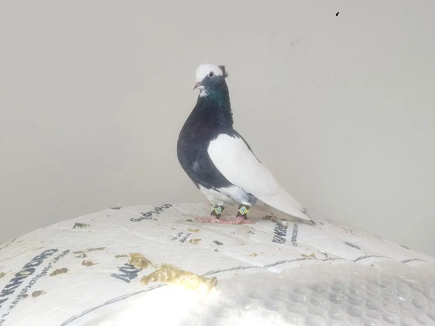 کبوترلیلک سیاه برققل|پرنده|شیراز, شیخ علی چوپان|دیوار