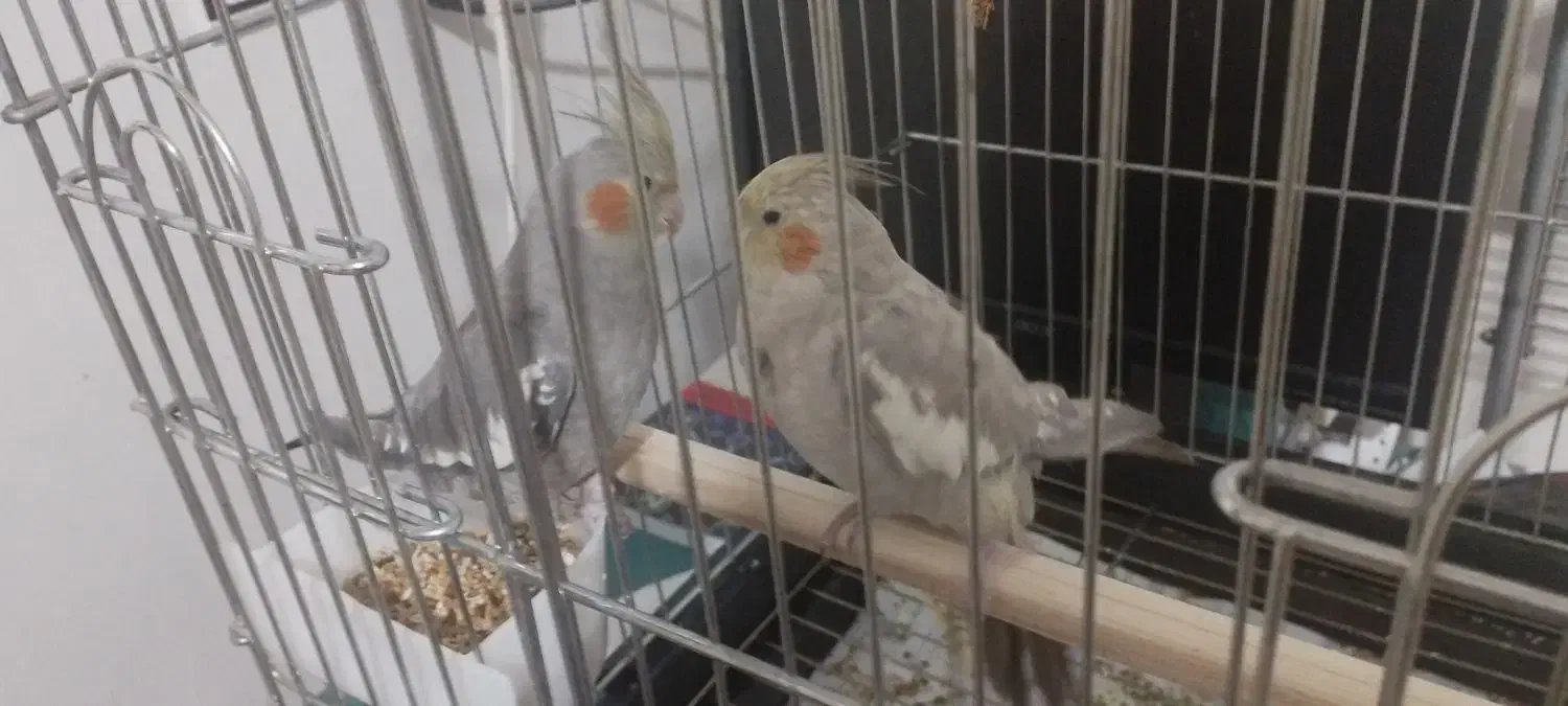 عروس هلندی|پرنده|اسدآباد, |دیوار