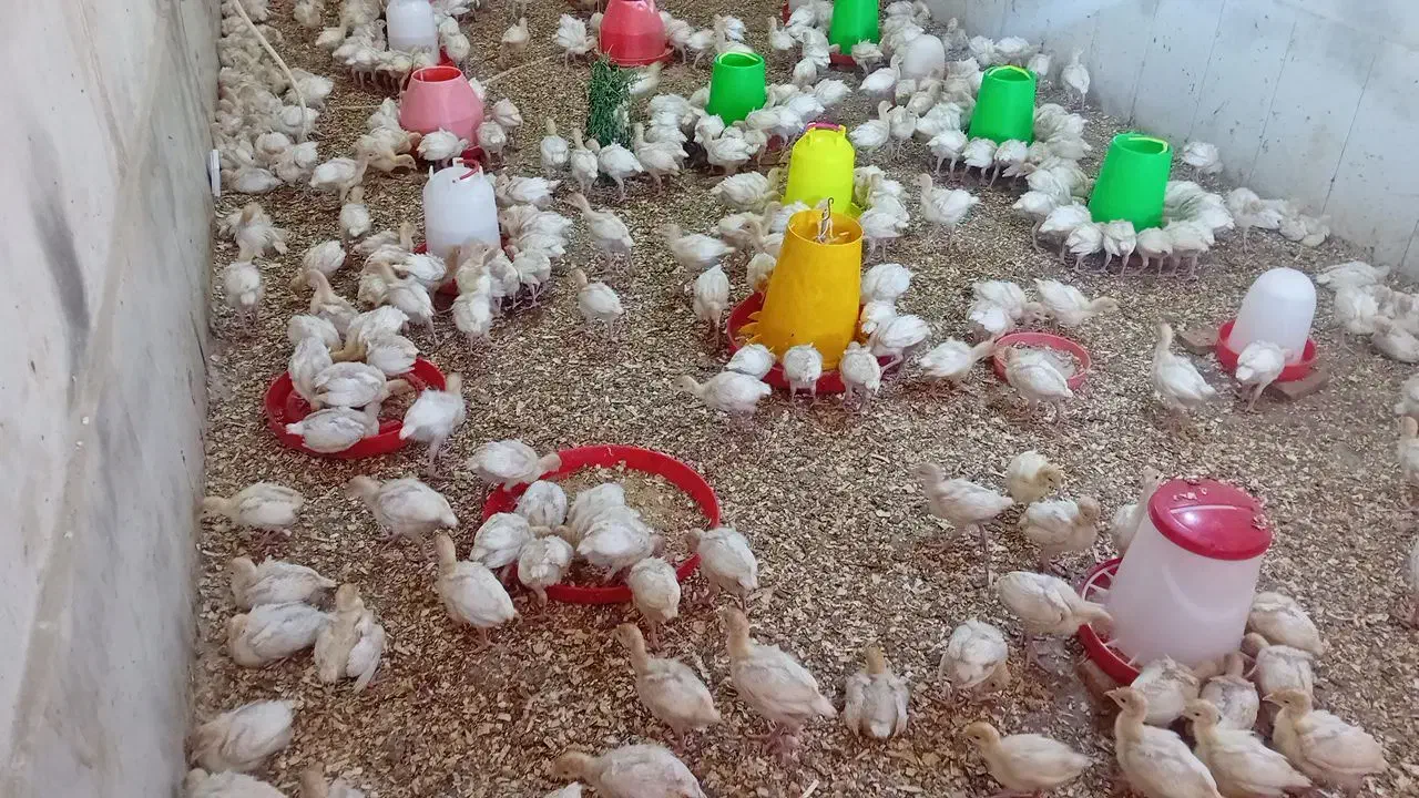 جوجه بوقلمون بیوتی ۲۰ روزه|حیوانات مزرعه|نیشابور, کوی فرهنگیان|دیوار