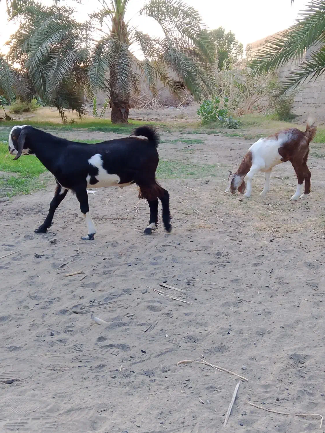 گوسفندفروشی قیمت18|حیوانات مزرعه|بمپور, |دیوار