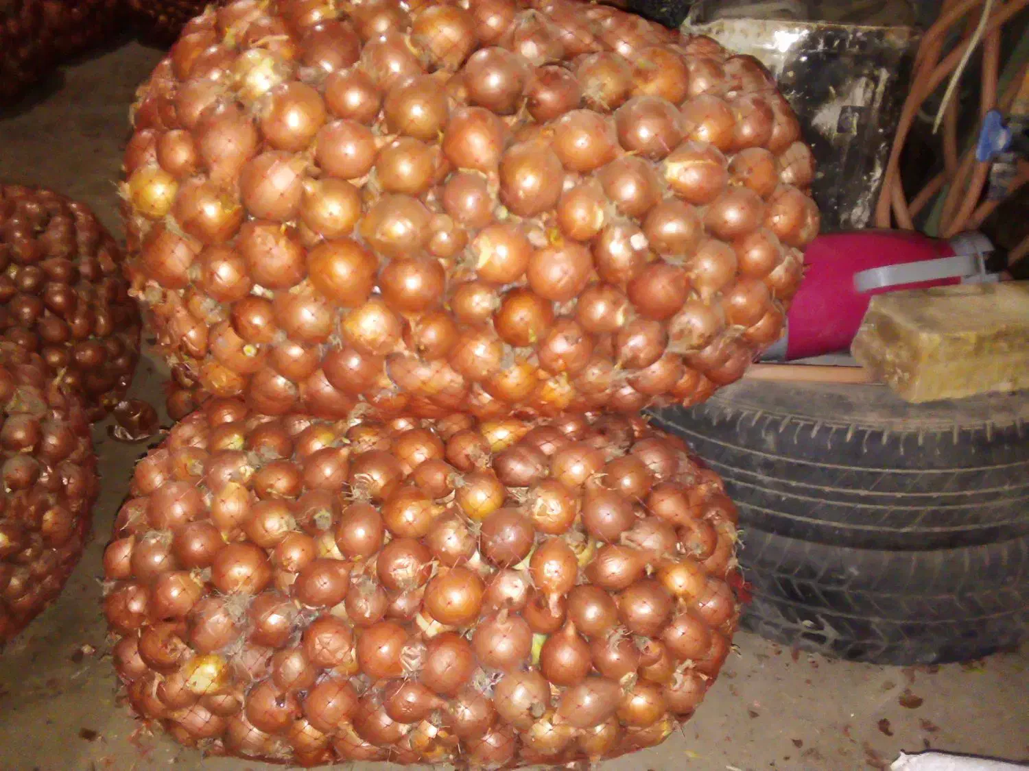 پیاز معمولی|خوردنی و آشامیدنی|زنجانرود, |دیوار