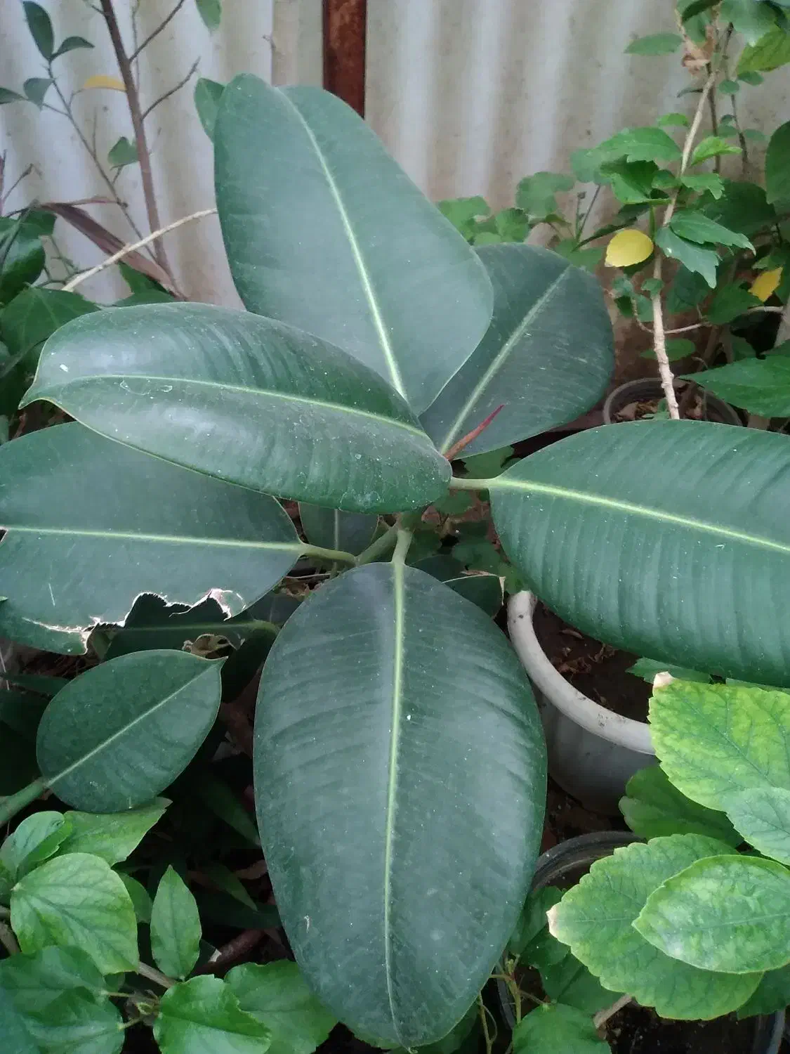 گل و گیاه آپارتمانی و گل بابا آدم|گل و گیاه طبیعی|تبریز, |دیوار