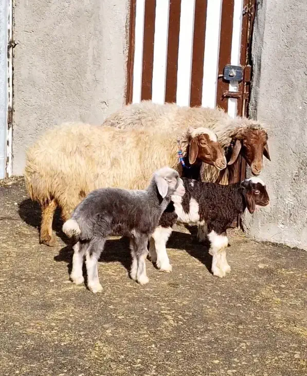 میش وبره،بره،بزنر،بز،قوچ|حیوانات مزرعه|بروجرد, |دیوار