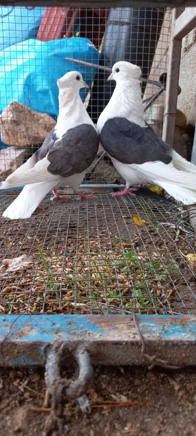 کبوتر|پرنده|دهدشت, |دیوار