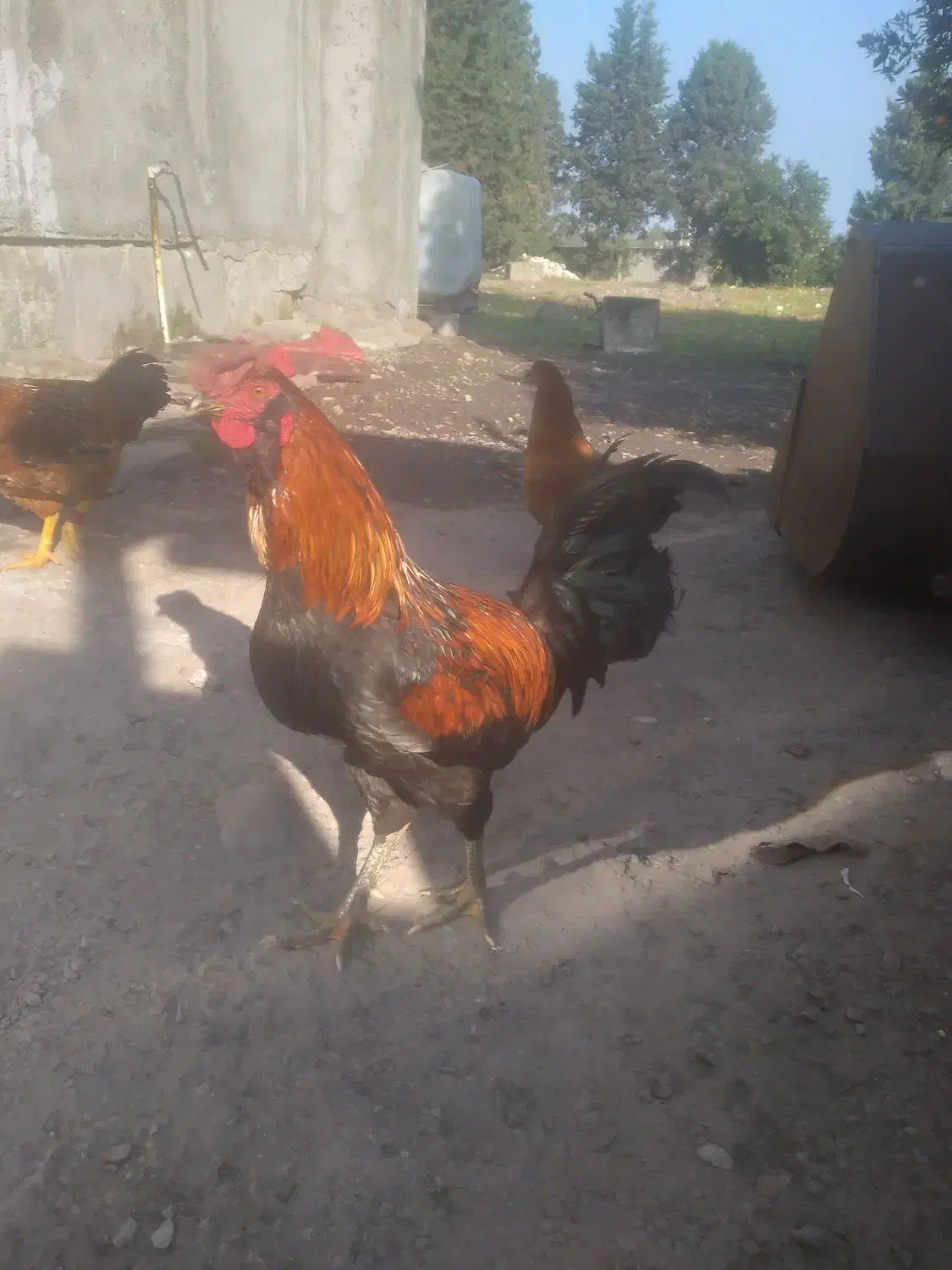 خروس چهل تاج سالم|حیوانات مزرعه|نوشهر, |دیوار