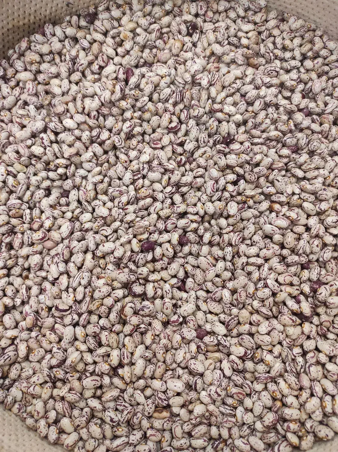 لوبیا چیتی تلاش 380000تومان کشت امسال|خوردنی و آشامیدنی|اهر, |دیوار