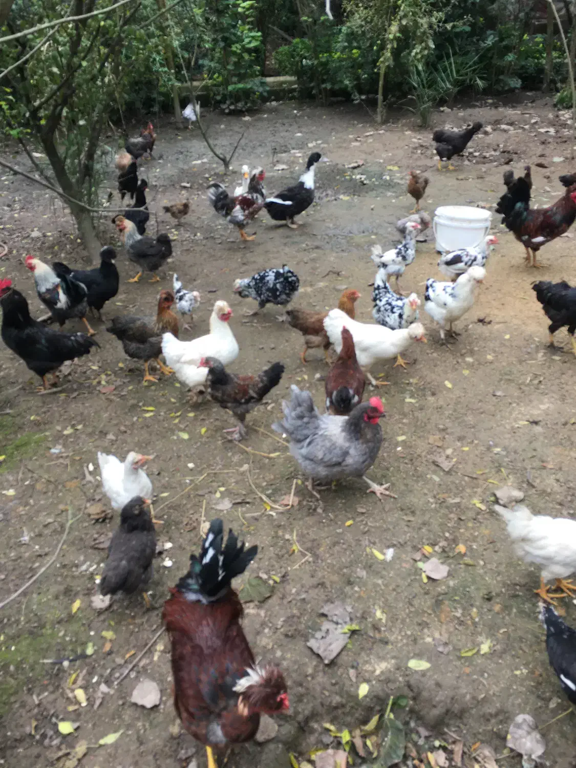 تعدادی مرغ و خروس نژاد دار سالم|حیوانات مزرعه|رشت, پل تالشان|دیوار