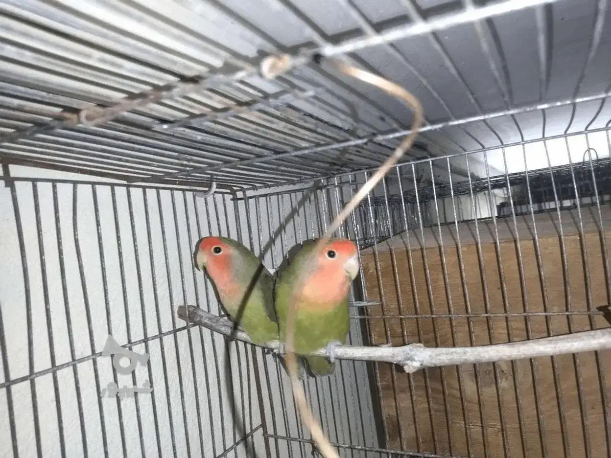 طوطی کوتوله برزیلی|پرنده|ساری, |دیوار