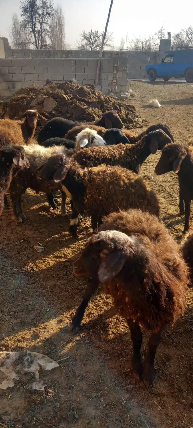 بره نره ماده|حیوانات مزرعه|نوشین شهر, |دیوار