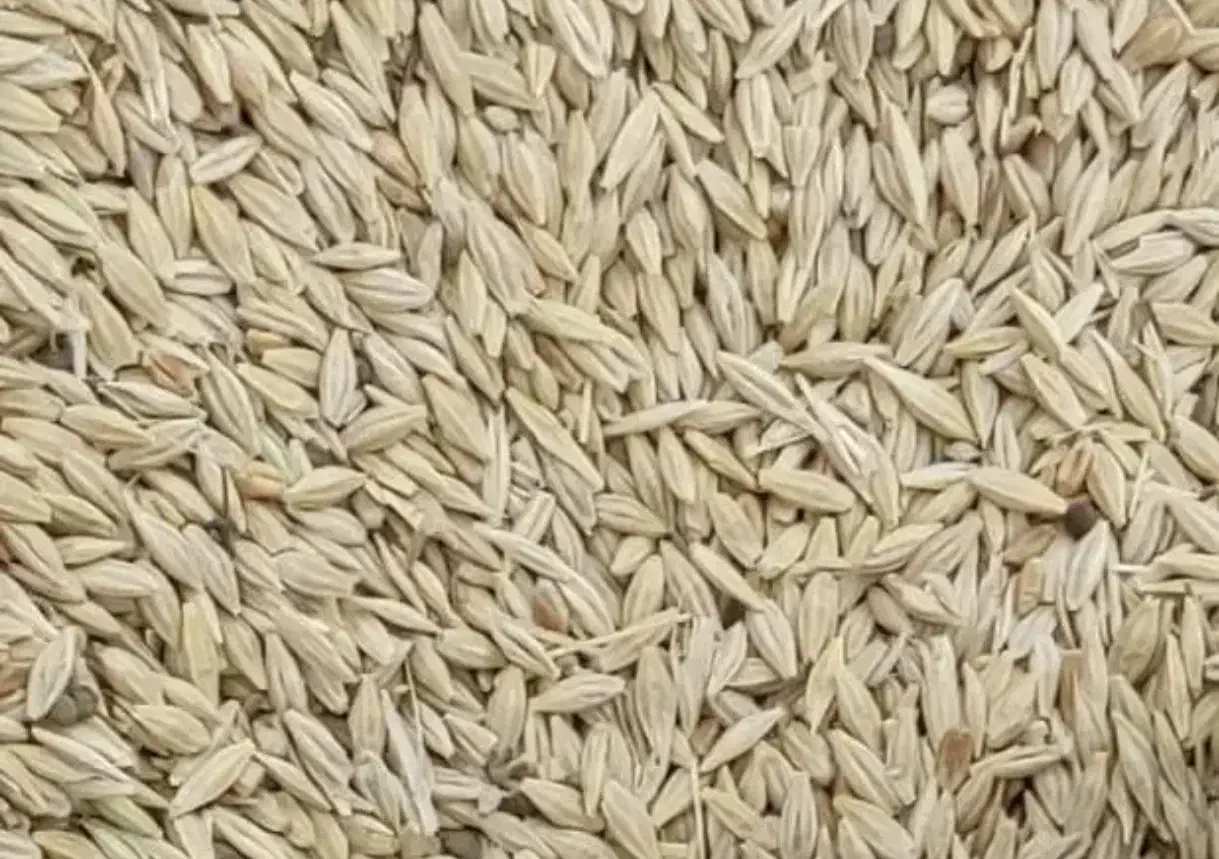 جو ابی|حیوانات مزرعه|بروجن, |دیوار