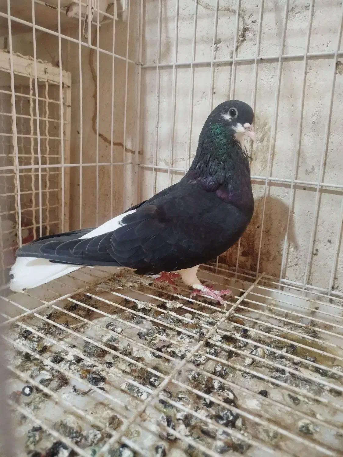 خوشرنگ|پرنده|اهرم, |دیوار