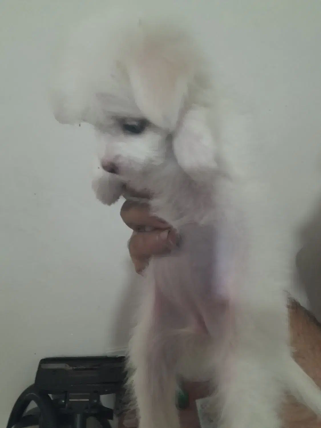 سگ پودل کراس 5 ملیون تومان|سگ|نسیمشهر, |دیوار