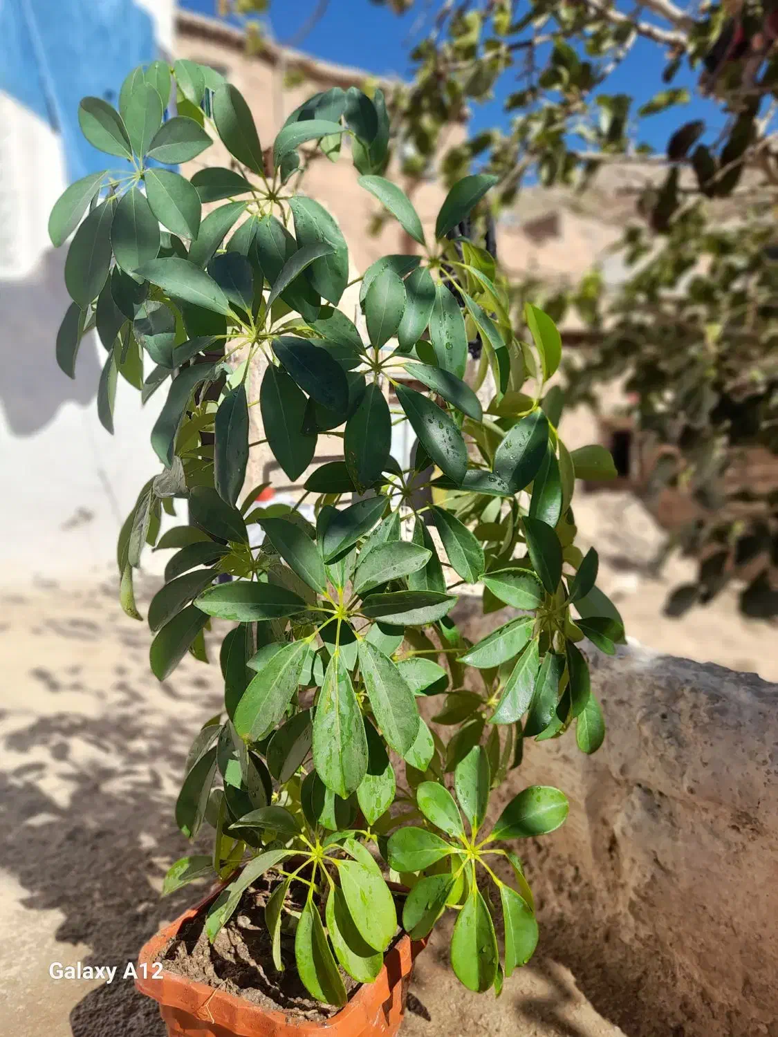 گل شفلرا|گل و گیاه طبیعی|بجنورد, |دیوار